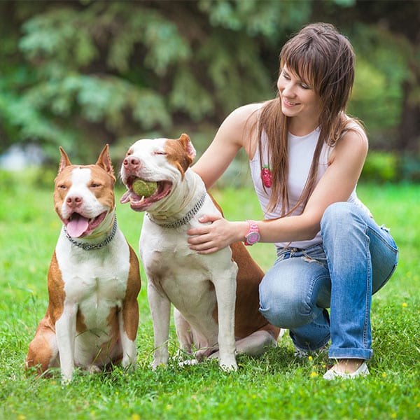 Diploma-in-Dog-Grooming