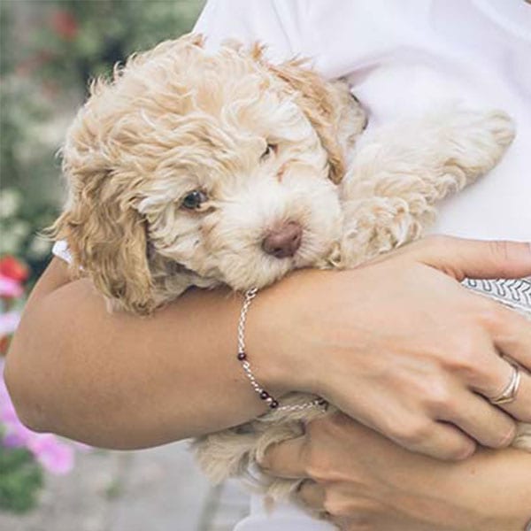 Diploma-in-Dog-Grooming