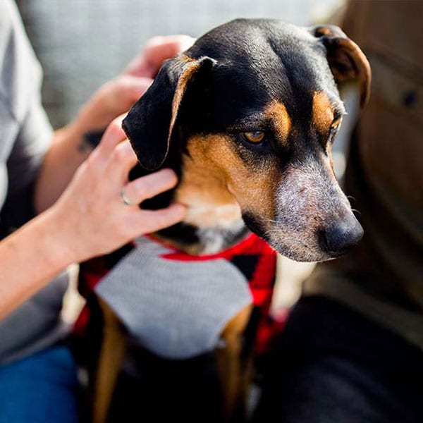 Dog-Grooming-Business-Pathway