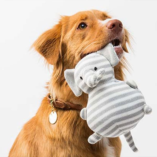 Dog-Psychology-Behaviour-Training